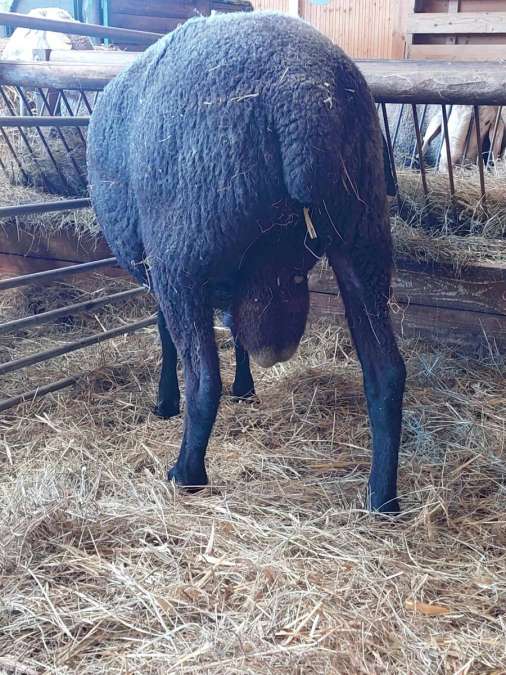 Merinolandschafbock - Bild 3