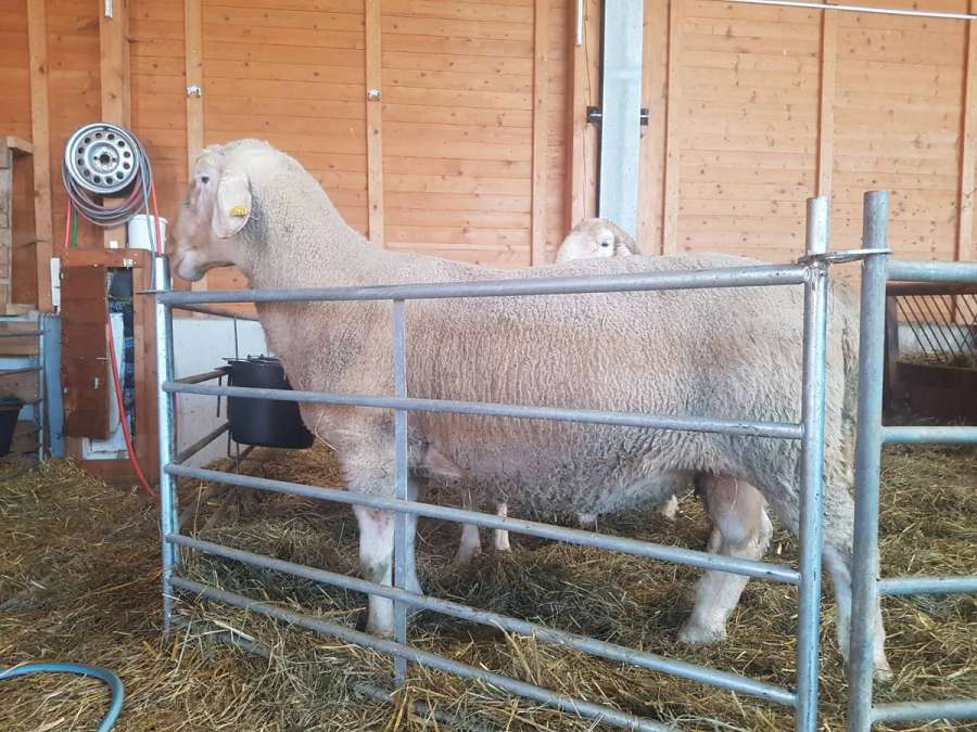 Merinolandschafbock - Bild 2