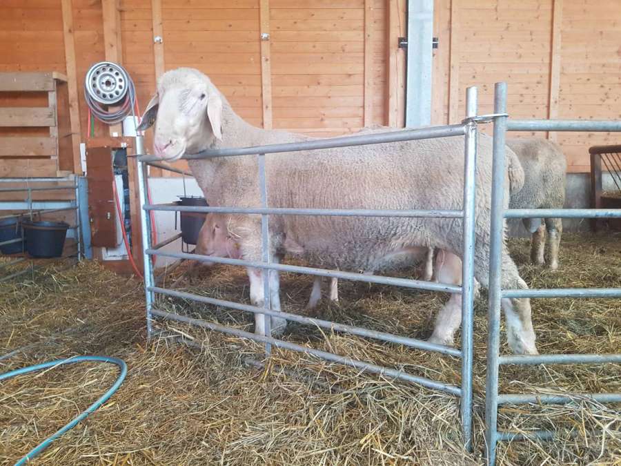 Merinolandschafbock - Bild 3