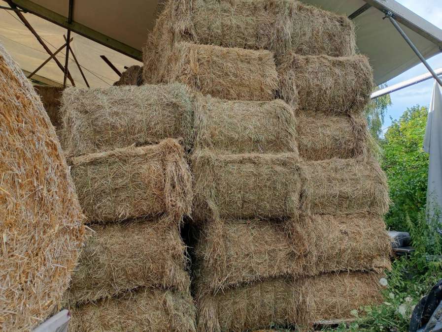 Biete Heu in HD, Rund-und Quaderballen von Bergwiesen, frei von Giftpflanzen - Bild 8