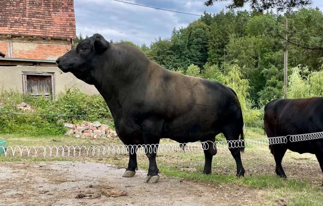 Bio-Zuchtbulle Aberdeen Angus – Top Genetik, sehr zutraulich - Bild 1