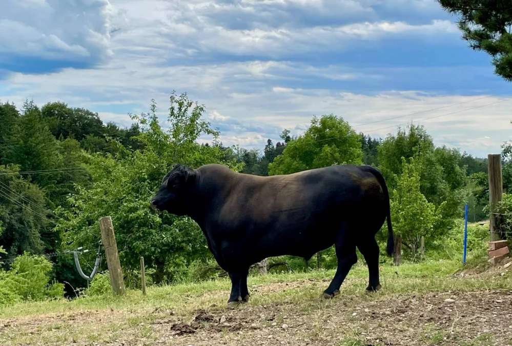 Bio-Zuchtbulle Aberdeen Angus – Top Genetik, sehr zutraulich - Bild 2