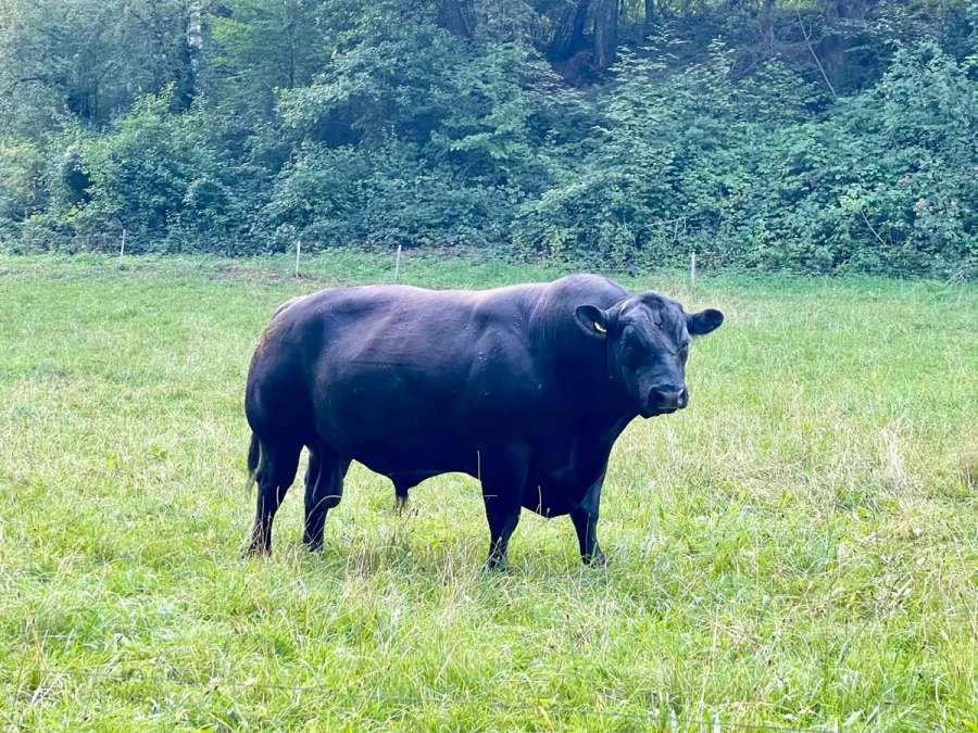 Bio-Zuchtbulle Aberdeen Angus – Top Genetik, sehr zutraulich - Bild 3