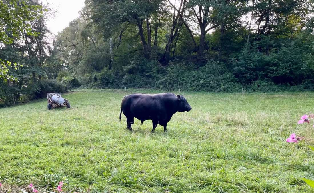 Bio-Zuchtbulle Aberdeen Angus – Top Genetik, sehr zutraulich - Bild 4