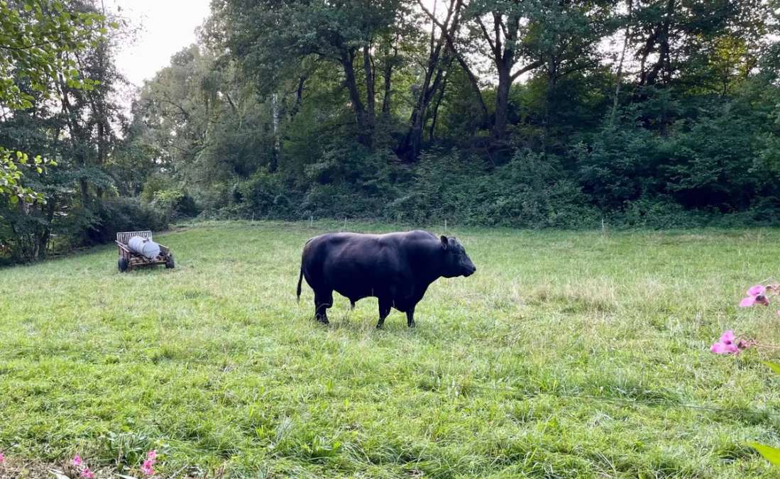 Bio-Zuchtbulle Aberdeen Angus – Top Genetik, sehr zutraulich - Bild 5