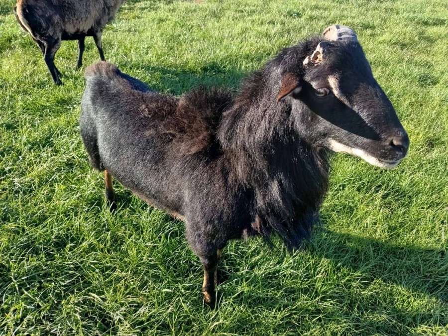 Kamerunschafbock, Einhorn - Bild 2