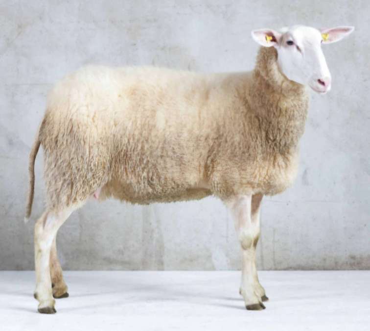 Ostfriesische Milchschafe - Bild 1