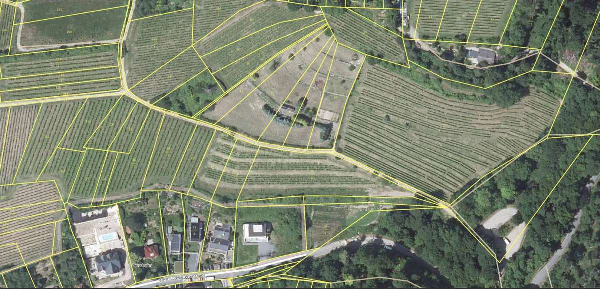 Weinberg zu verpachten ab 2027 – 1,19 ha Steillage in Bensheim-Auerbach - Bild 1