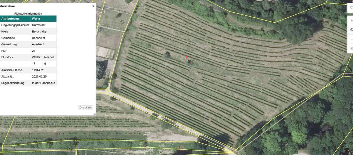 Weinberg zu verpachten ab 2027 – 1,19 ha Steillage in Bensheim-Auerbach - Bild 2