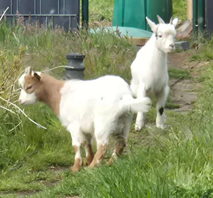 2 Zwergziegenböcke abzugeben - Bild 1