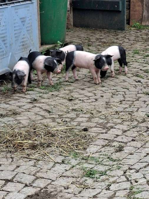 Ferkel vom Sattelschwein abzugeben - Bild 1