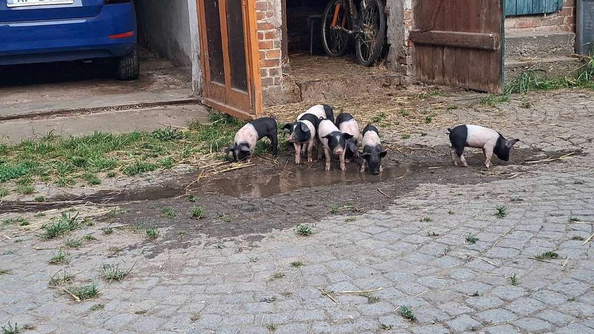 Ferkel vom Sattelschwein abzugeben - Bild 2