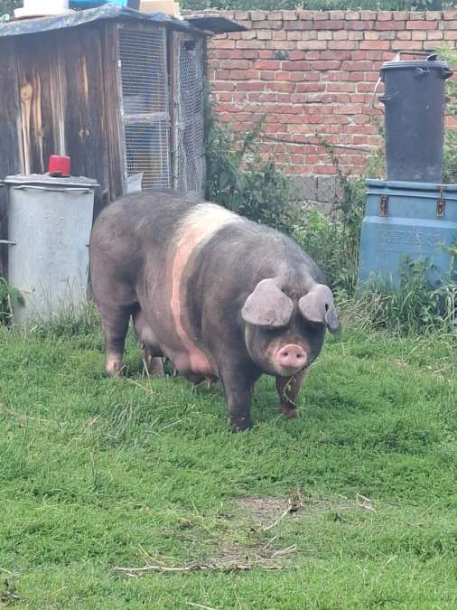 Ferkel vom Sattelschwein abzugeben - Bild 3