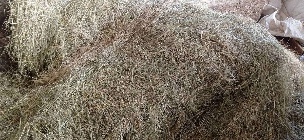Pferde Heu aus der Ernte 2026 - Bild 2