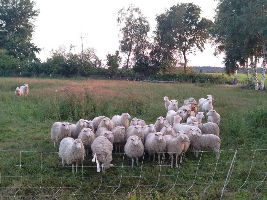 Suche Moorschnucken zum Aufbau einer Zucht - Bild 1