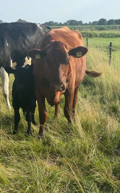 Angus mit Kalb - Bild 1