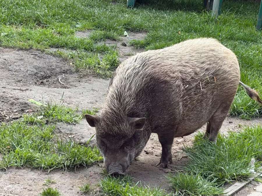 Nelli und Metti suchen ein neues Zuhause Mini Hängebauch Schwein - Bild 1