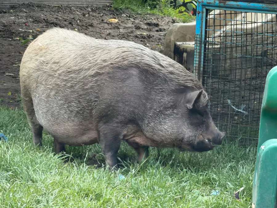 Nelli und Metti suchen ein neues Zuhause Mini Hängebauch Schwein - Bild 2