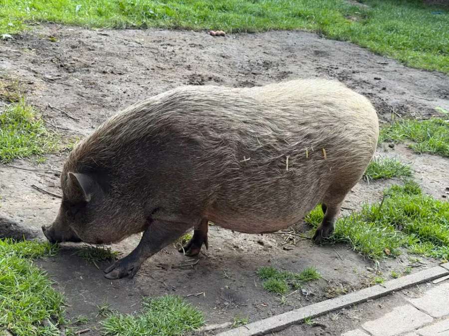Nelli und Metti suchen ein neues Zuhause Mini Hängebauch Schwein - Bild 3