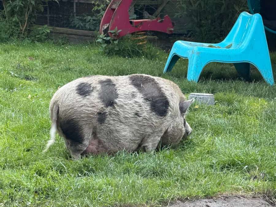 Nelli und Metti suchen ein neues Zuhause Mini Hängebauch Schwein - Bild 4