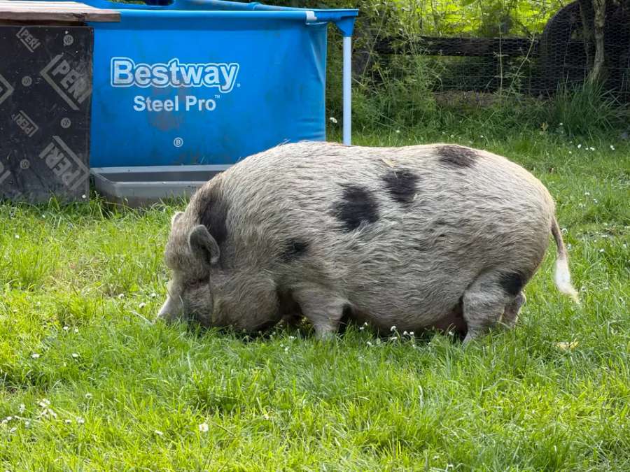 Nelli und Metti suchen ein neues Zuhause Mini Hängebauch Schwein - Bild 5