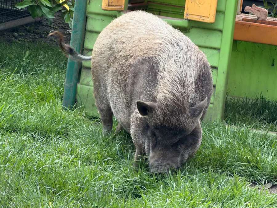 Nelli und Metti suchen ein neues Zuhause Mini Hängebauch Schwein - Bild 6