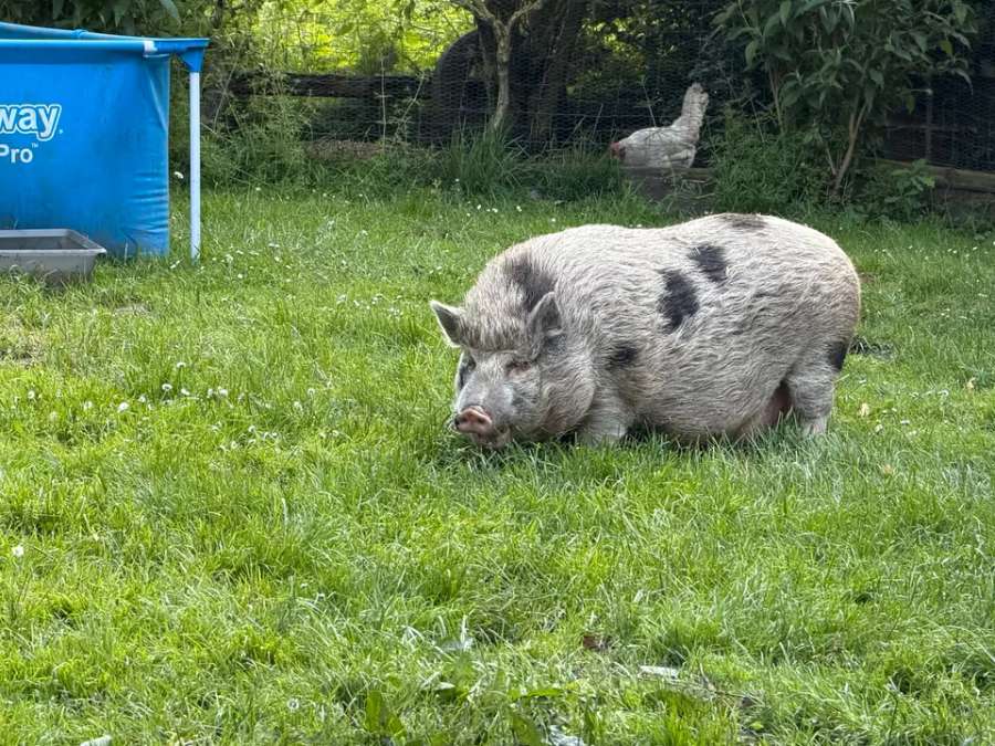 Nelli und Metti suchen ein neues Zuhause Mini Hängebauch Schwein - Bild 7