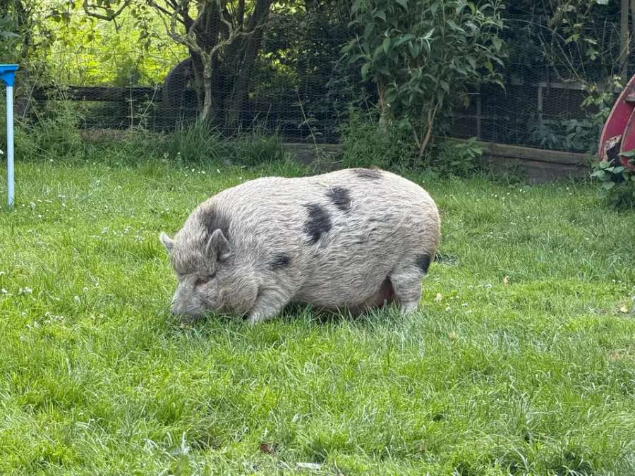 Nelli und Metti suchen ein neues Zuhause Mini Hängebauch Schwein - Bild 8