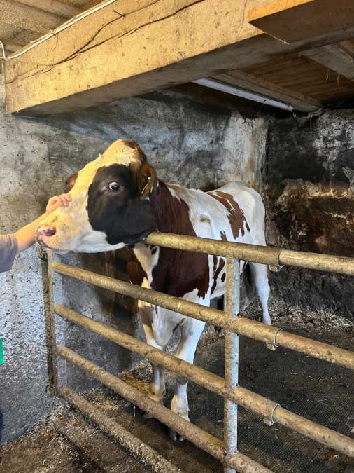 Jungkühe, Kalbinnen, Färsen - Bild 2