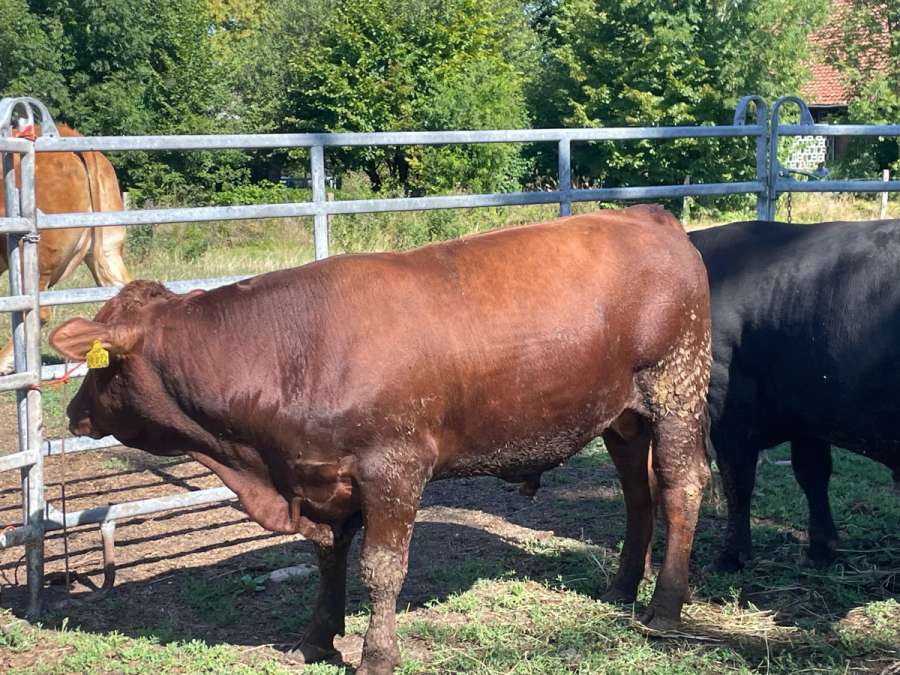 Herdbuch DA / AA Angus Bullen - Bild 5