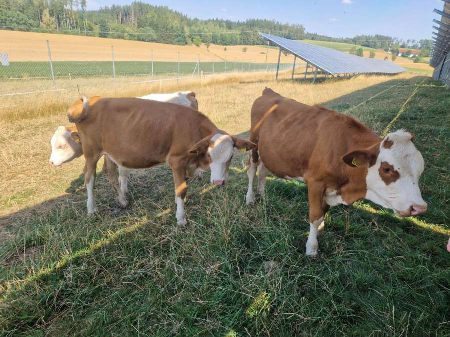7 weibl. Bio Fresser Fleckvieh hornlos - Bild 1