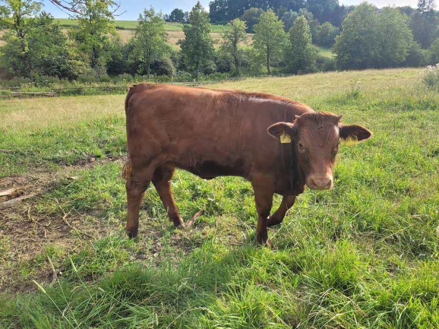 Fleckvieh Mix, Rind - Bild 2