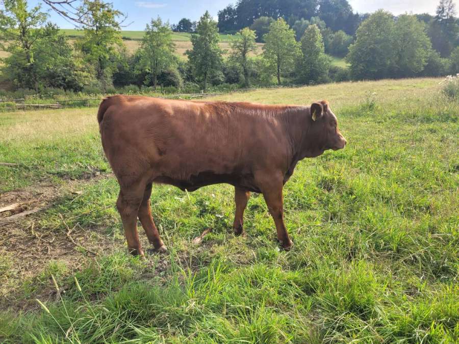 Fleckvieh Mix, Rind - Bild 3