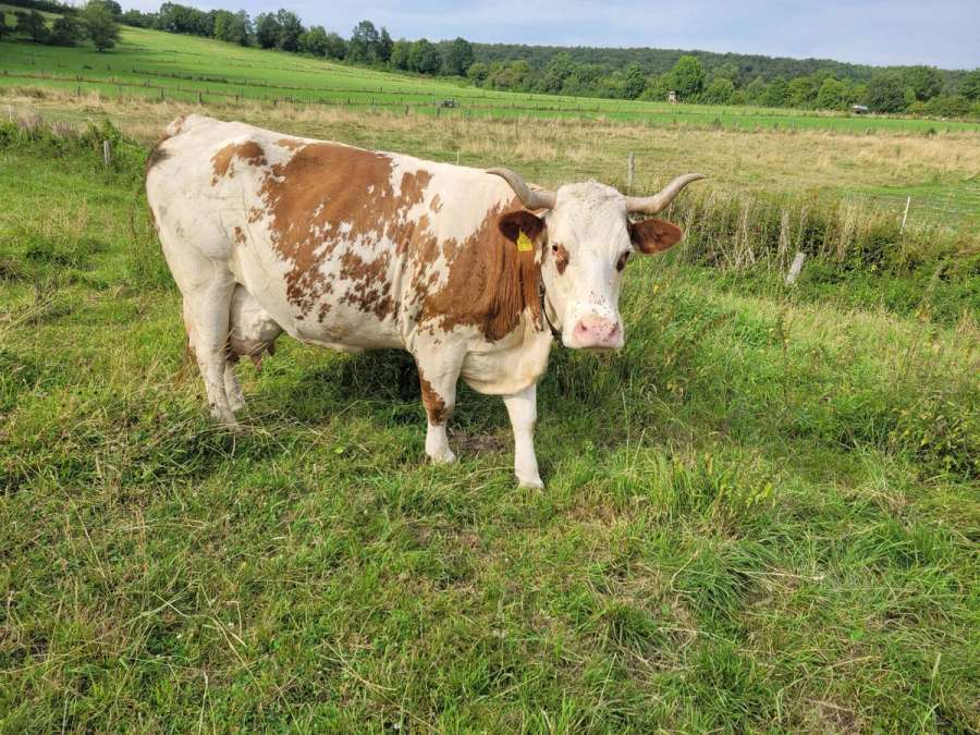 Fleckvieh Mix, Rind - Bild 4