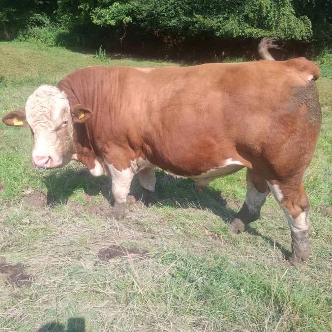 Deckbulle Fleckvieh Fleisch