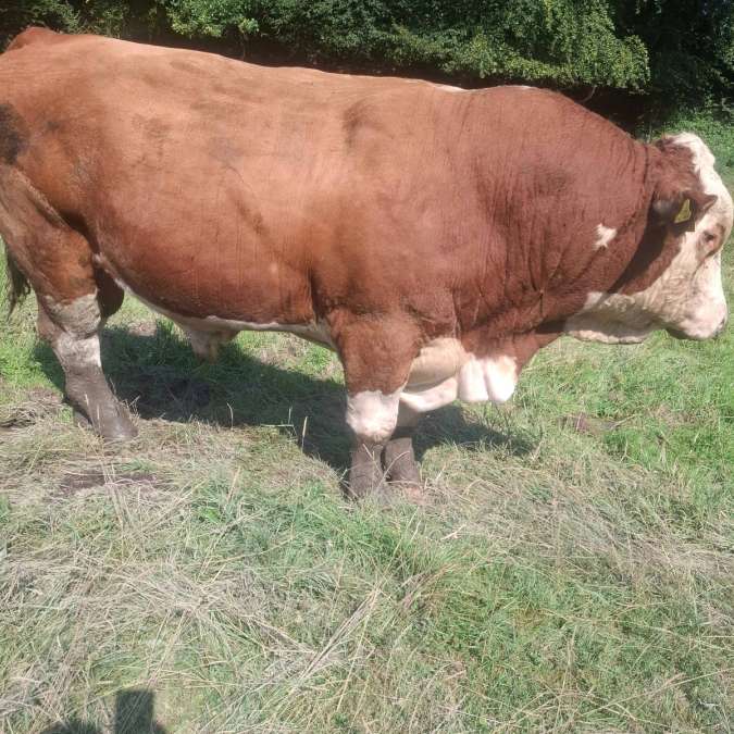 Deckbulle Fleckvieh Fleisch - Bild 2