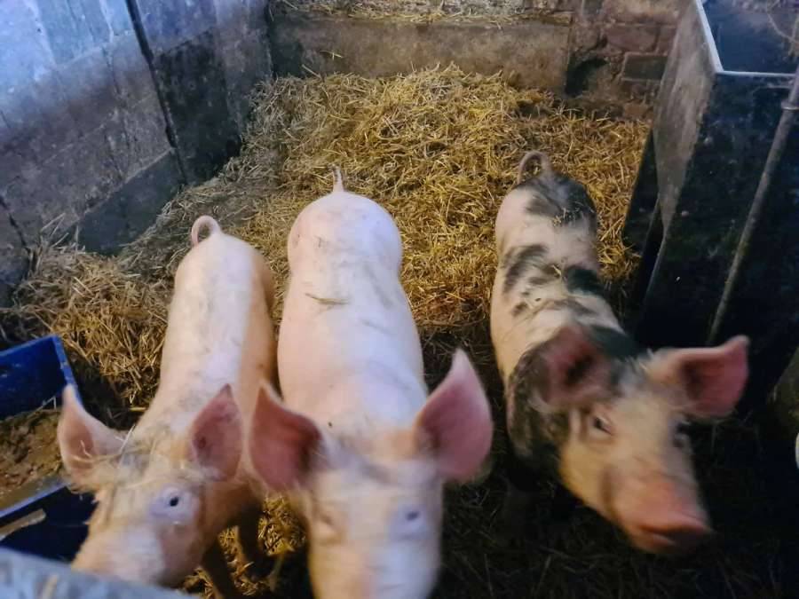 Schlachtschweine zu verkaufen - Bild 1