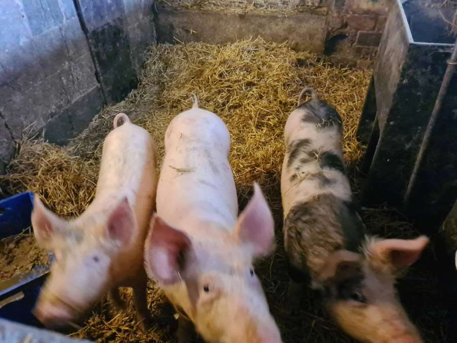 Schlachtschweine zu verkaufen - Bild 2