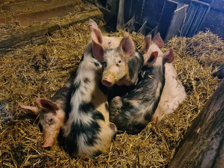 Schlachtschweine zu verkaufen - Bild 3