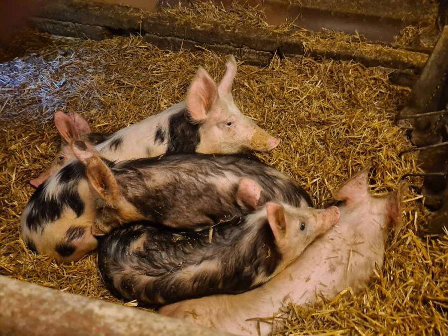 Schlachtschweine zu verkaufen - Bild 4
