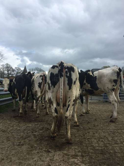 Holstein Rinder