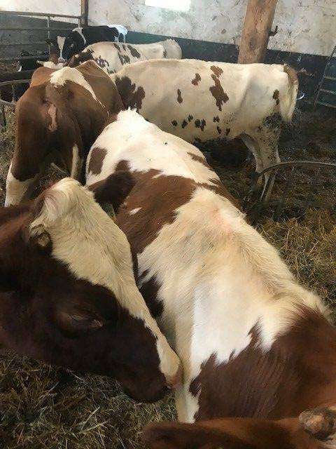 Holstein Rotbunte