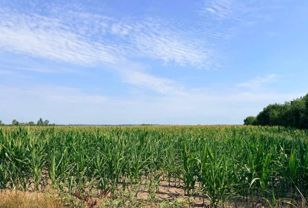 Acker 44,8ha in 3470 Neustift im Felde mit Brunnen zu verkaufen - Bild 1