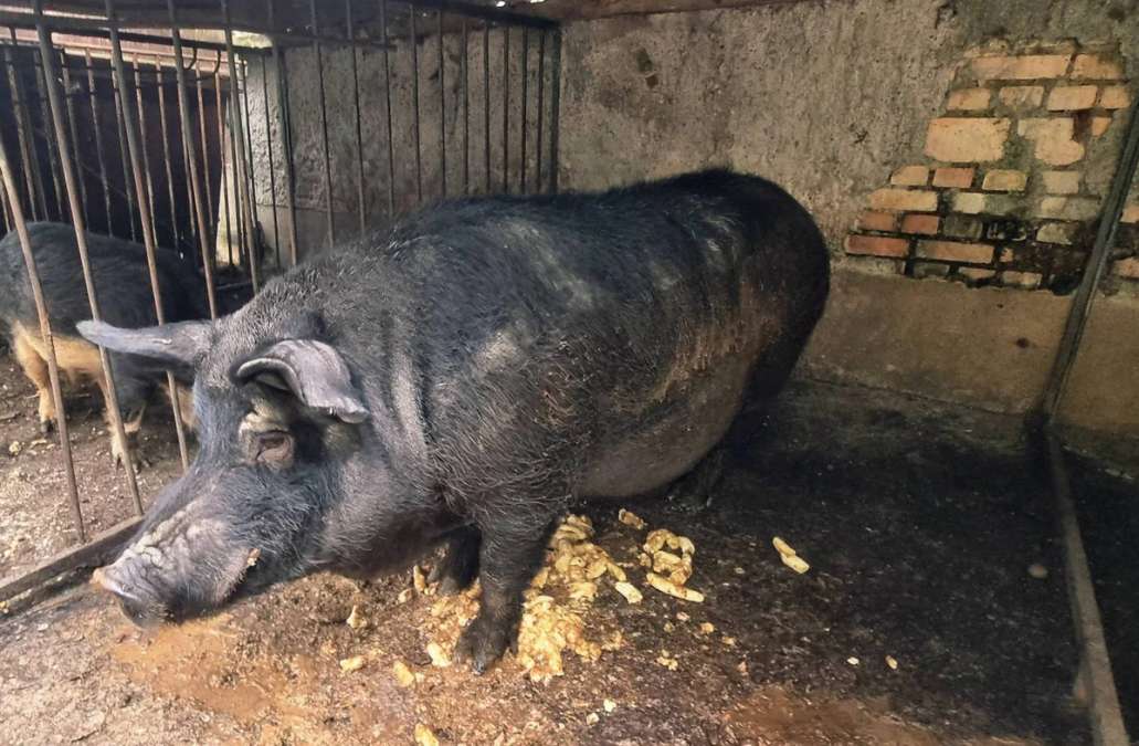 Duroc-Wollschwein-Mix Eber Zucht - Bild 1
