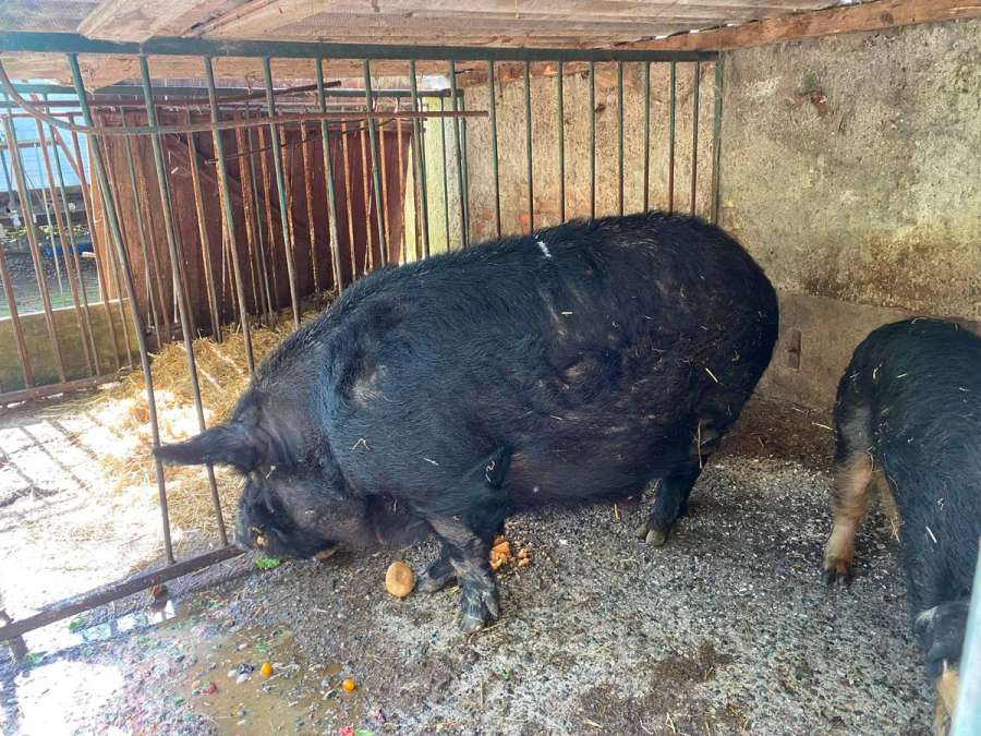 Duroc-Wollschwein-Mix Eber Zucht - Bild 2