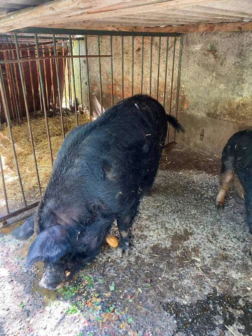 Duroc-Wollschwein-Mix Eber Zucht - Bild 3