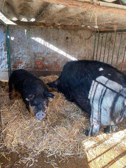Duroc-Wollschwein-Mix Eber Zucht - Bild 4