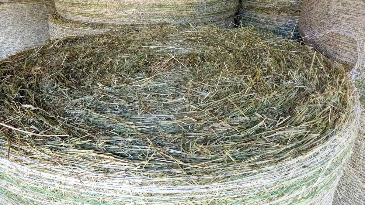 Heu Pferdeheu Bio Bioheu Heuballen Wiesenheu Rundballen - Bild 2