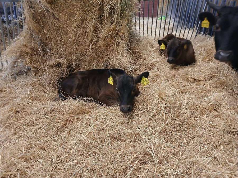 Wagyu Kühe mit Kalb - Bild 1