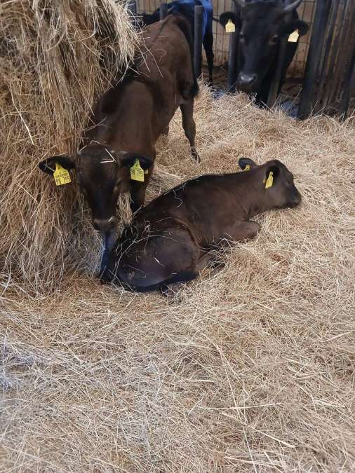 Wagyu Kühe mit Kalb - Bild 2